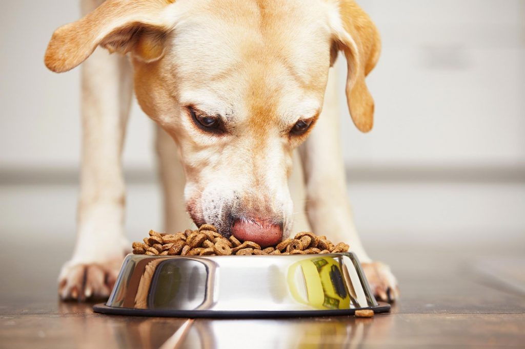 Top 5 Most Affordable, Healthy Dog Food Brands
