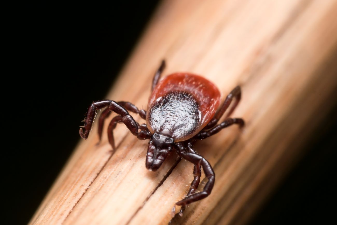 important-things-to-know-about-ticks