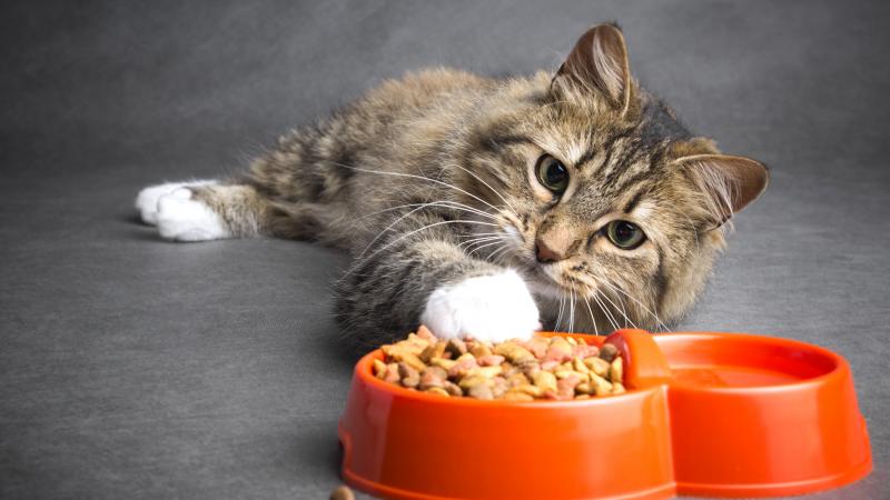 9lives gatti cibo lb cheapest secco grain oliveknows friskies canned geni Low cost cat food